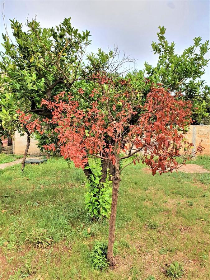 Villa Nel Salento - Ampie Camere E Giardino, Fino A 9 Persone Barbarano del Capo Dış mekan fotoğraf